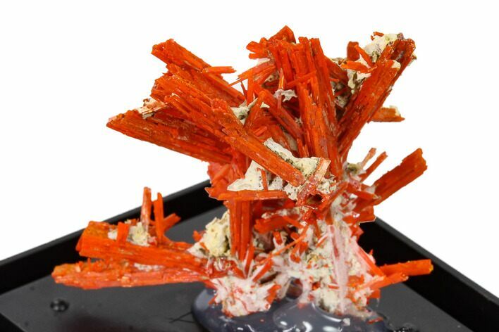 Bright Orange Crocoite Crystal Cluster - Tasmania #148511